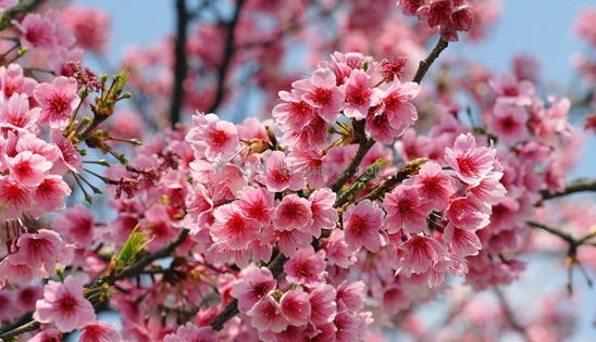 浪漫樱花季 浪漫樱花季英文