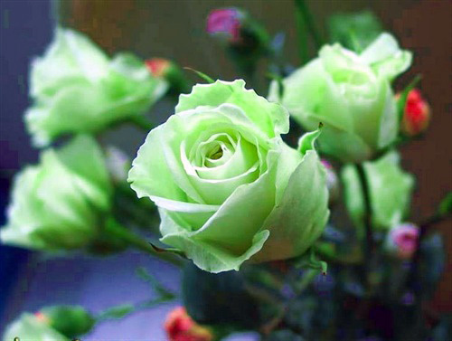 绿玫瑰的花语，你听过吗？ 绿玫瑰真正的花语