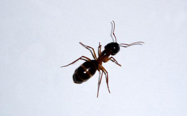 家里有蚂蚁怎么办 佛教家里有蚂蚁怎么办