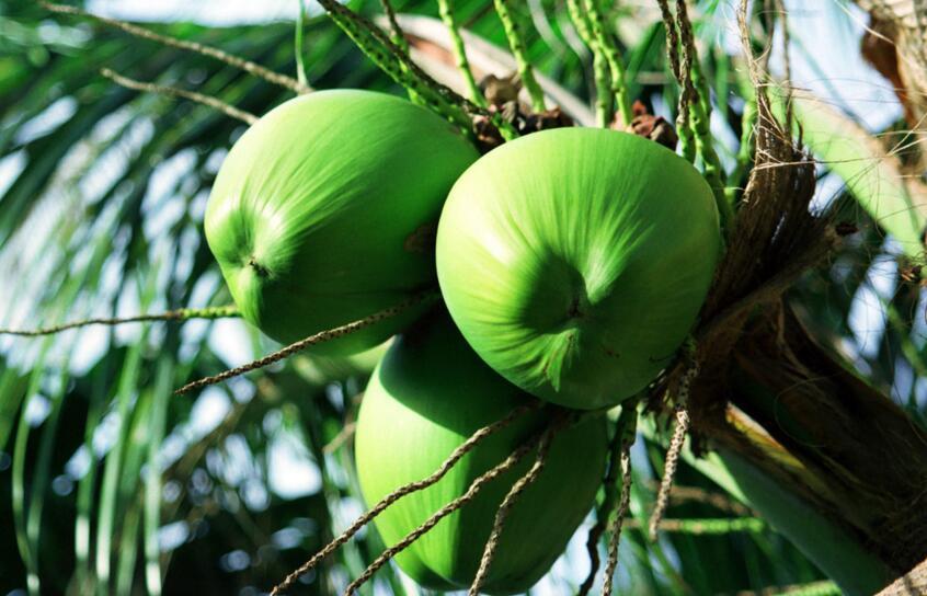 椰子产地以及它的生长环境、品种 椰子产地以及它的生长环境,品种和特点