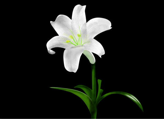 百合花的花语，表达*衷心的祝福 百合花的祝福语句