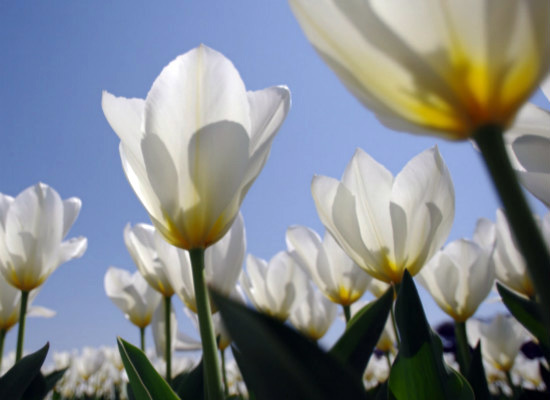 白色郁金香的花语，你都造么 白色郁金香花的寓意