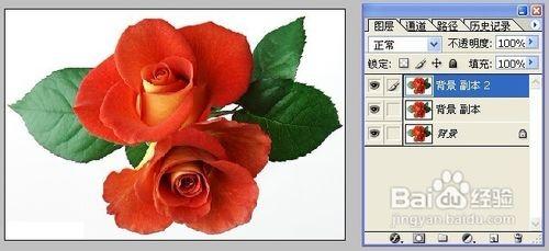 怎样用Photoshop制作彩色玫瑰（ps如何画玫瑰花）