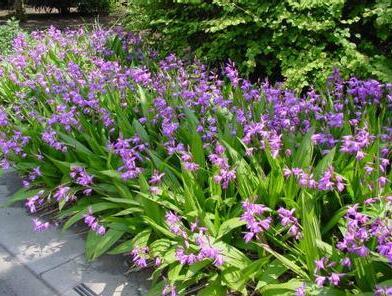 白芨的种植技术介绍 白芨的种植技术介绍视频