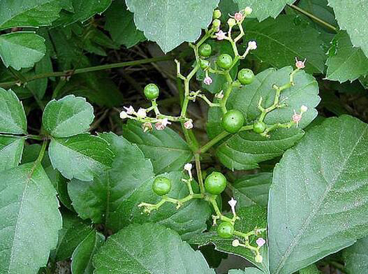 绞股蓝的副作用和功效介绍（绞股蓝有啥副作用）