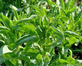 大青叶茶的功效和作用是什么 大青叶茶的功效和作用是什么