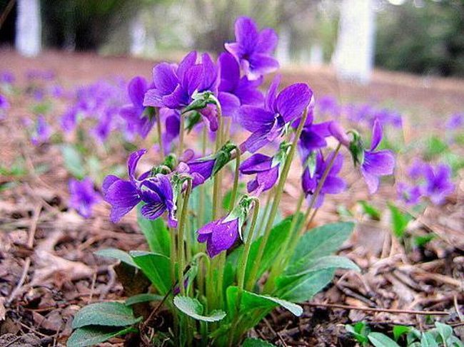 金银花紫花地丁有什么功效