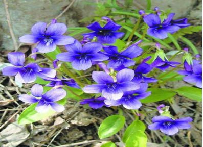 紫花地丁是什么功效的药材呢