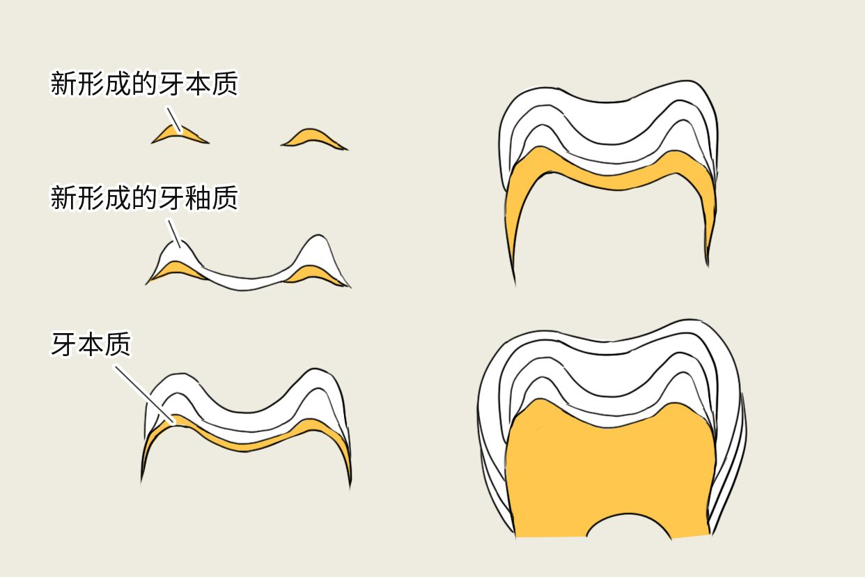牙本质生长线图片（牙本质的生长线）