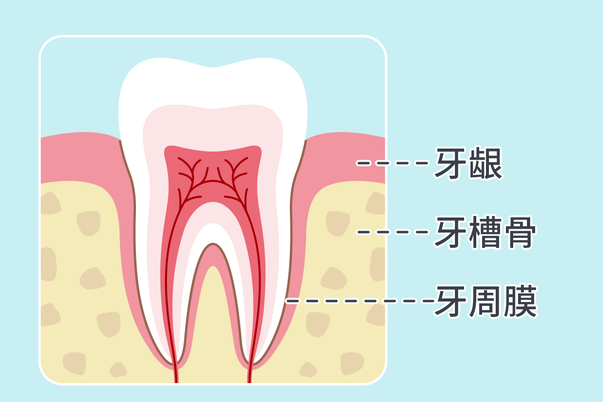 牙周组织解剖图 牙周组织解剖图片