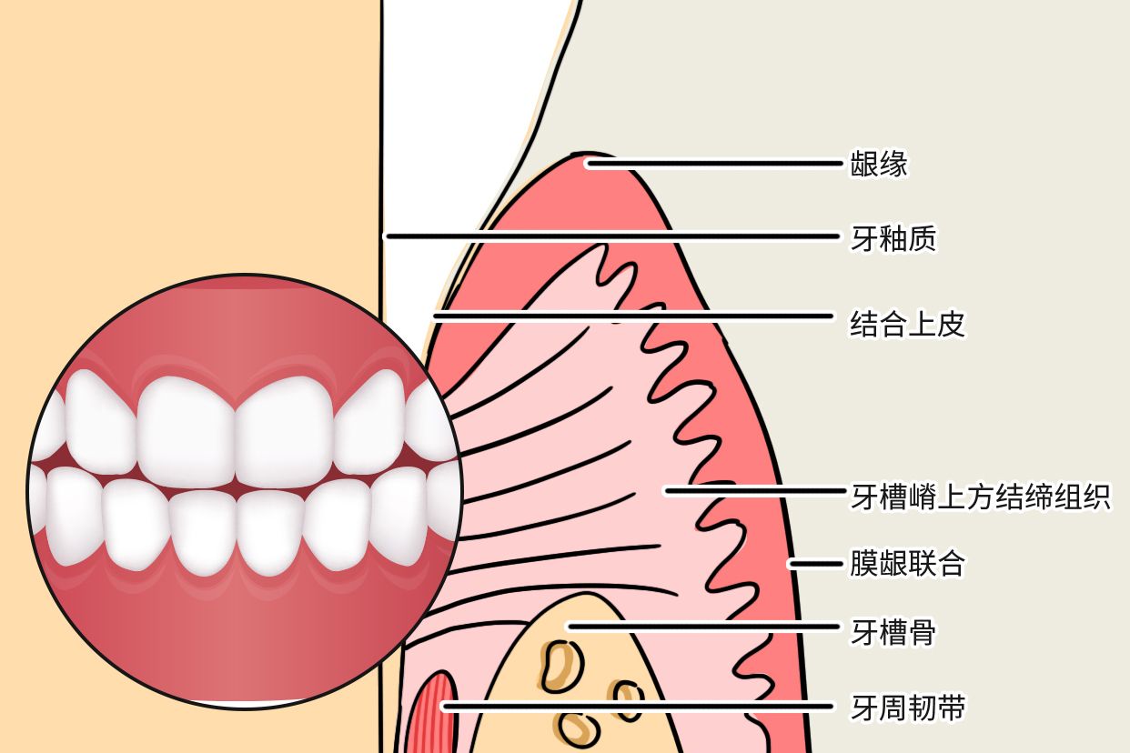 牙龈上皮结构图片 牙龈上皮的结构