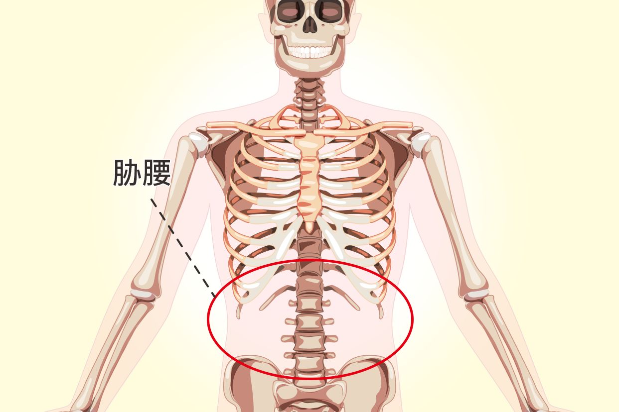 胁腰部位置图（腰两胁位置图）