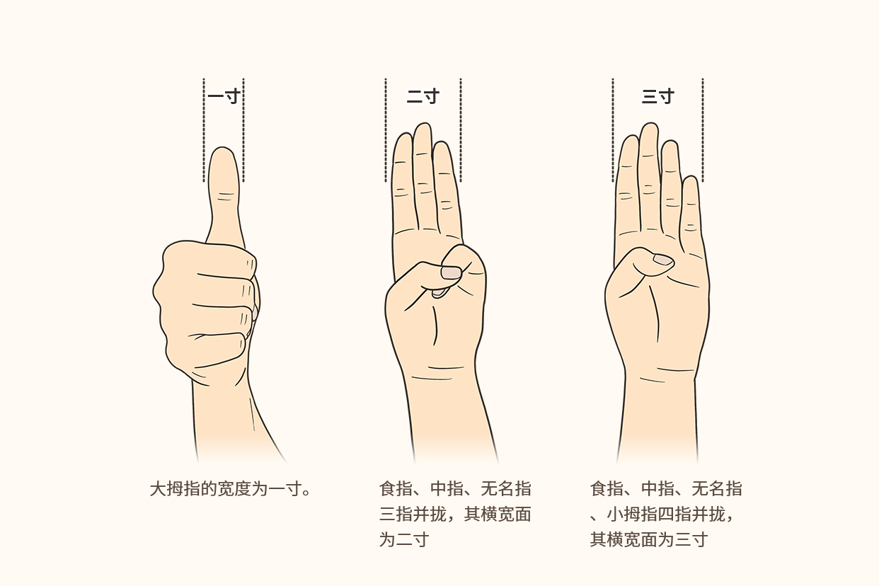 中医四寸是几指图解 中医的四寸是几指