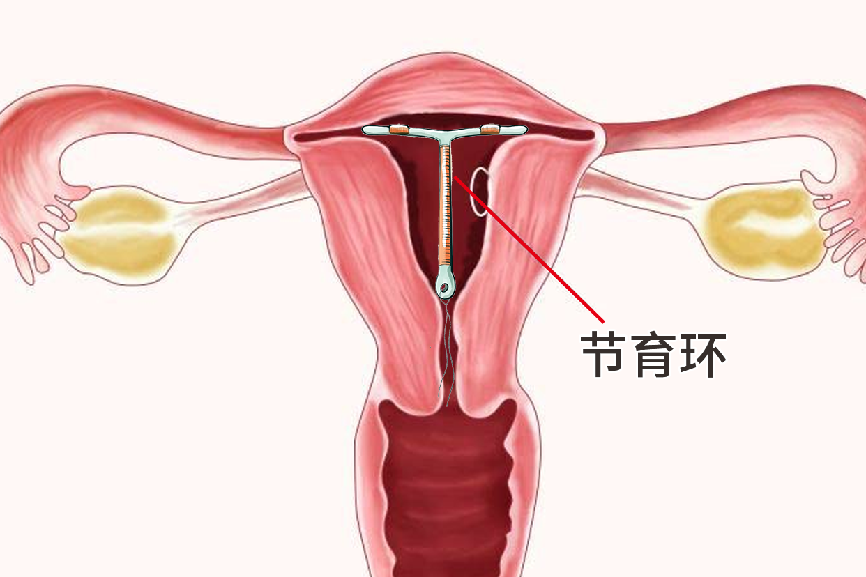 有女人上怀的子宫图片吗（有女人上怀的子宫图片吗）