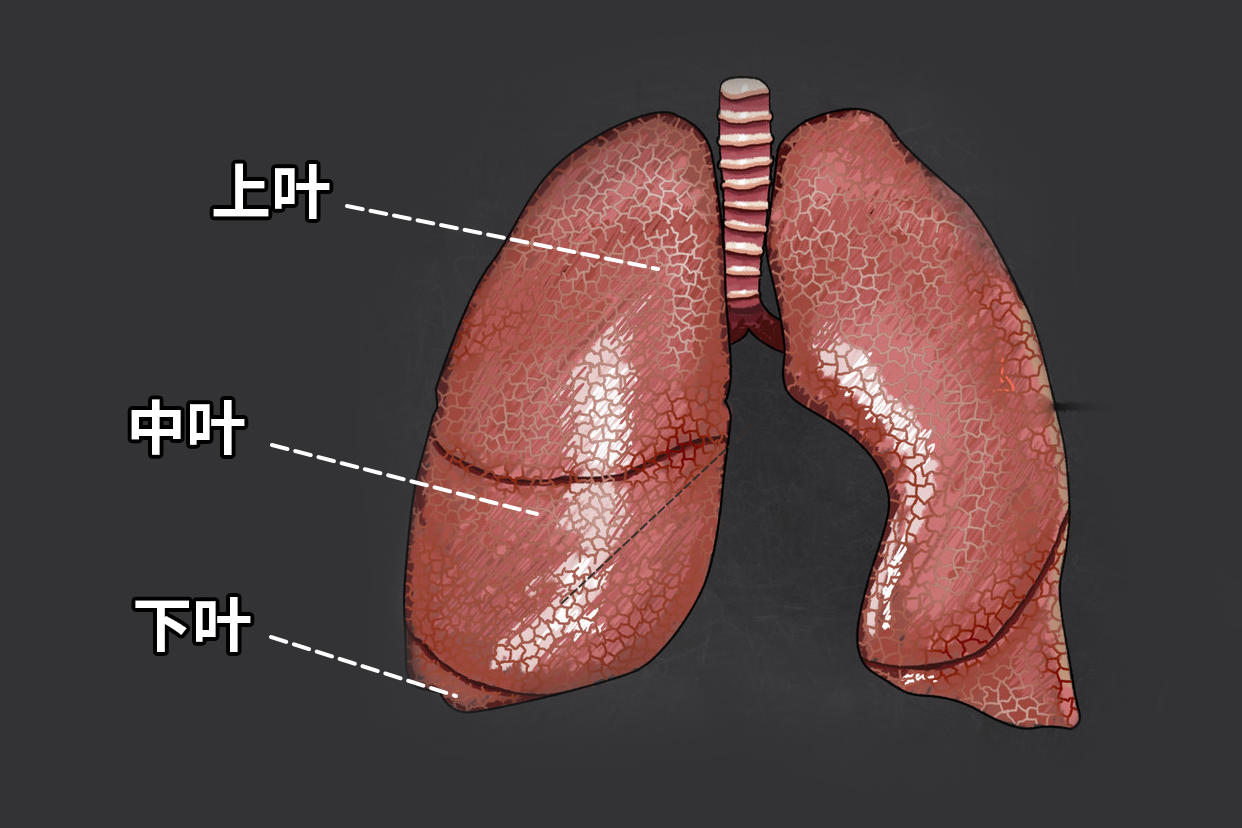 右肺三叶分布图（右肺3叶是如何划分的）