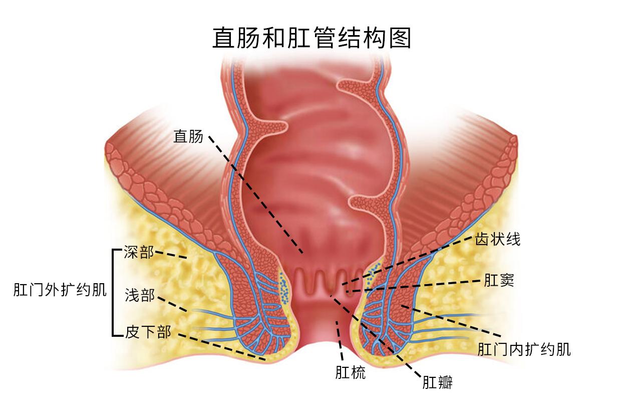 直肠和肛管结构图（直肠和肛管结构图解）