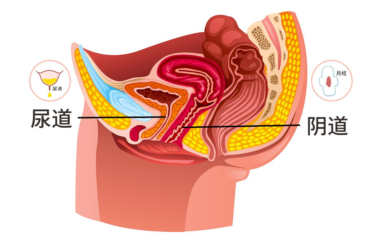 尿道和月经的图解（尿道和月经的位置）
