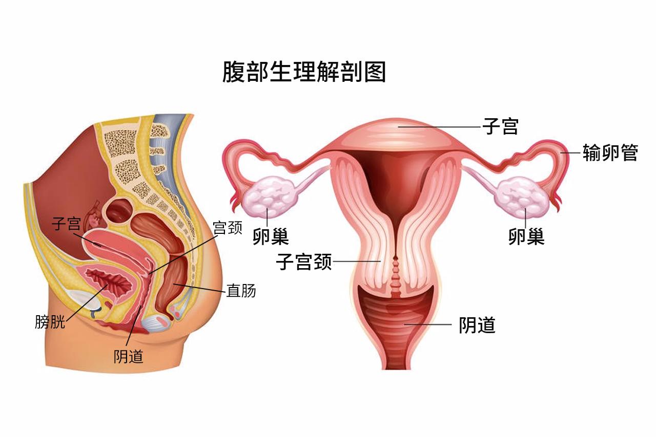 腹部生理解剖图解（腹部生理解剖结构）