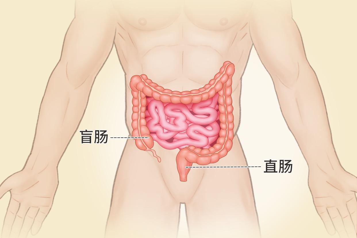 直肠盲肠位置图片 直肠盲肠结肠图