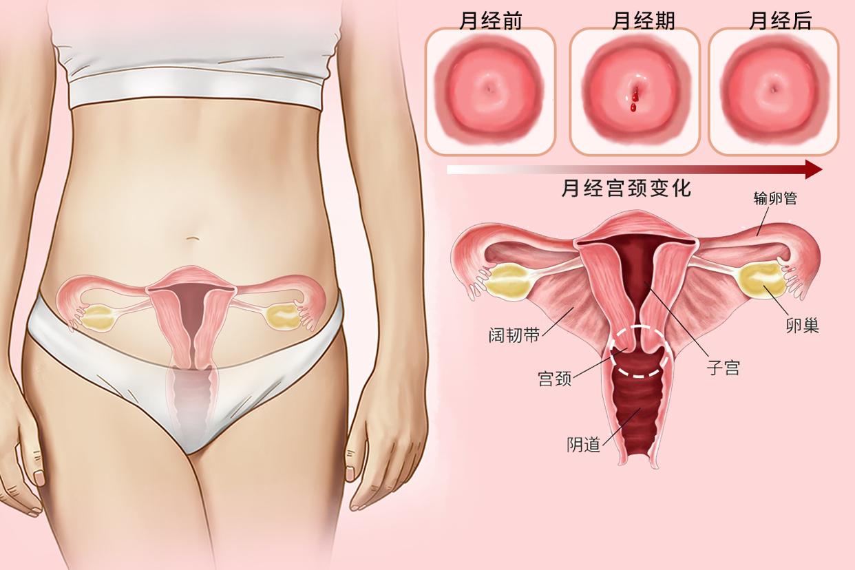 女23岁月经宫颈变化图（女23岁月经宫颈变化图片）