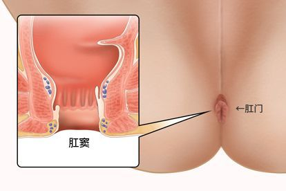 肛窦解剖图 肛窦结构图