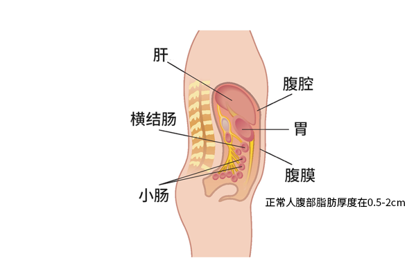 正常人腹部脂肪厚度图（正常人腹部脂肪厚度图片）