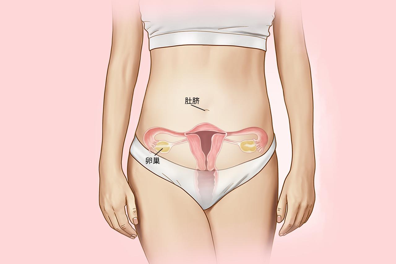 卵巢离肚脐平面图（卵巢离肚脐有多少厘米）