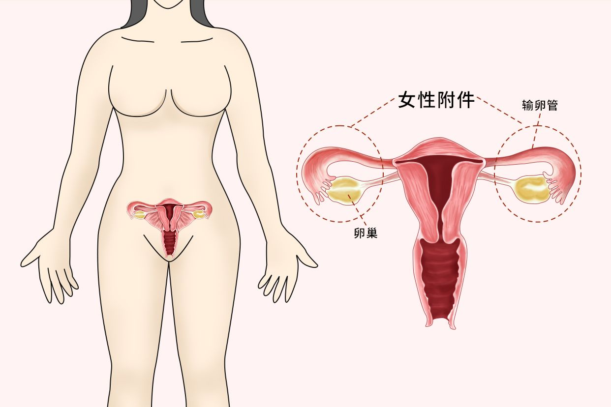 双侧附件在哪个位置图片 双侧附件指的是哪里