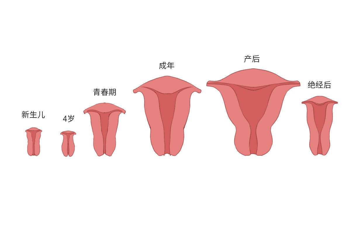 原始子宫发育过程图 原始子宫发育过程图解