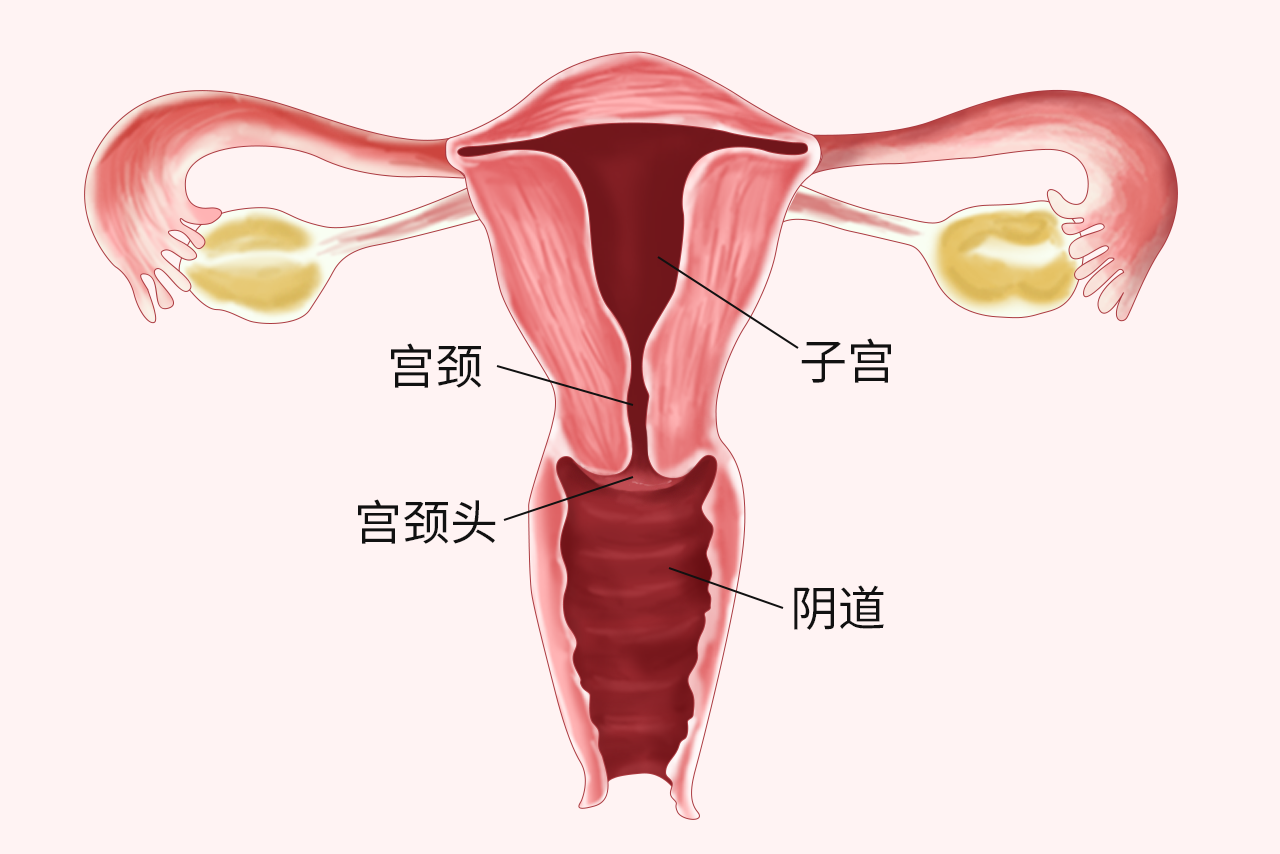 宫颈头的图片