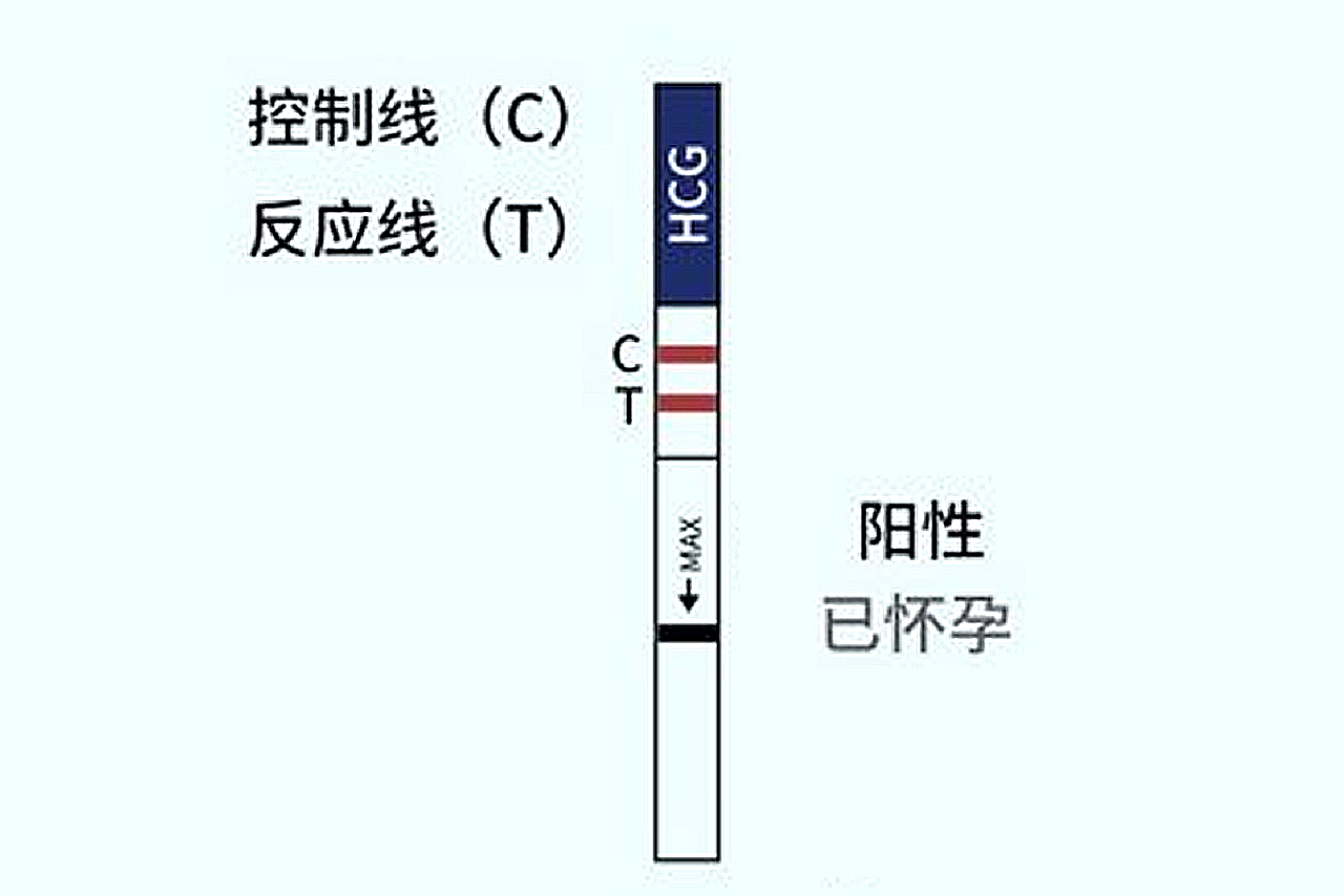 人流32天验出两条红杠是怀孕了吗图片