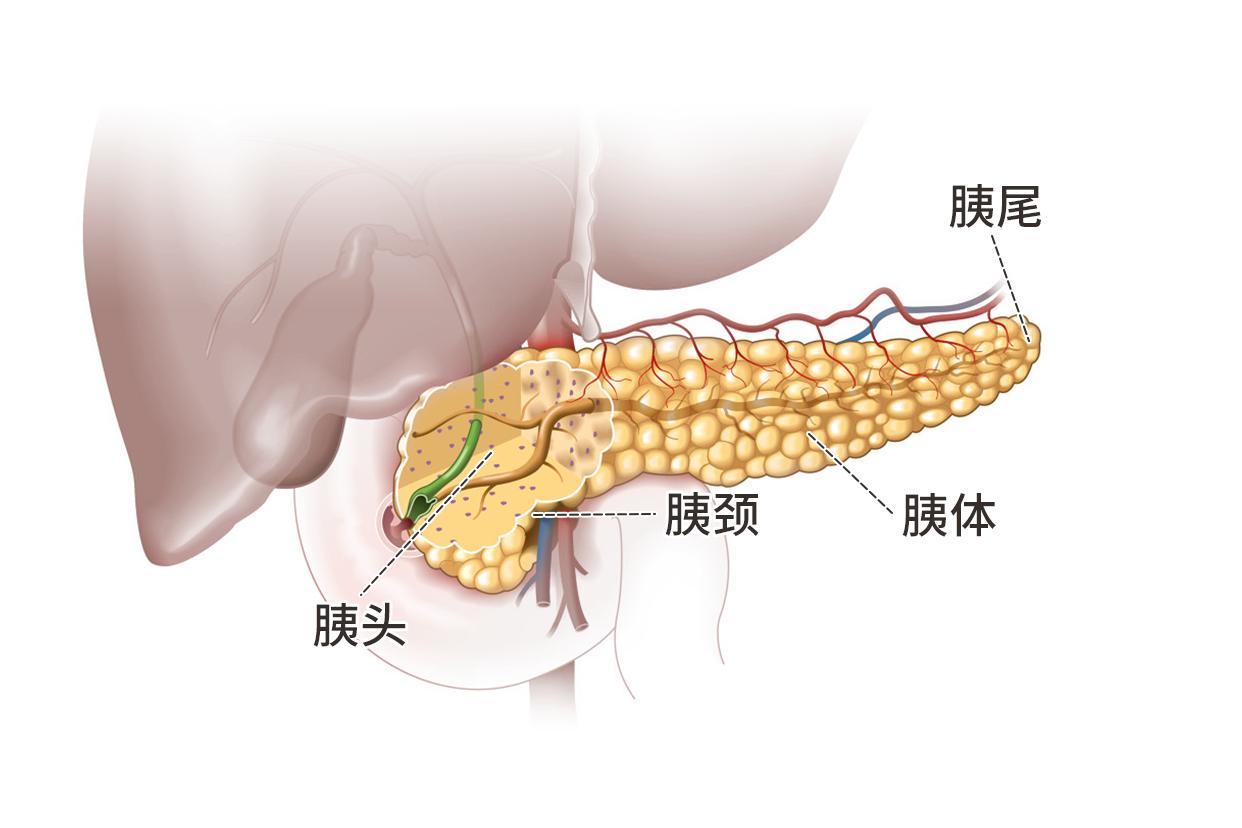 人体胰腺位置、结构图