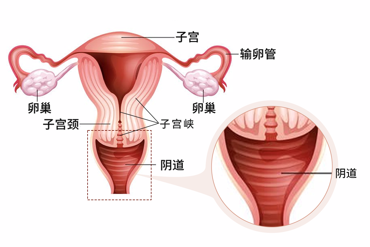 子宫下段图片