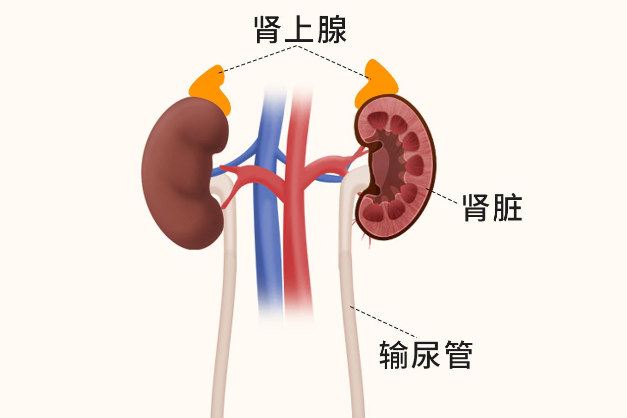 腹部生理解剖图解