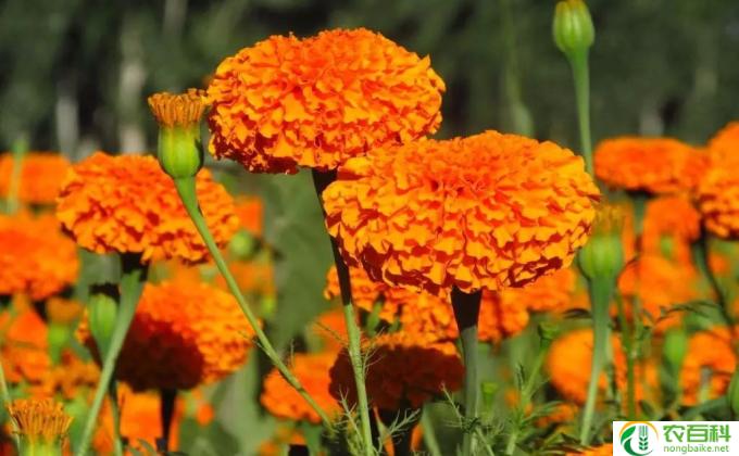 万寿菊种子怎么种 万寿菊种子怎么种植方法