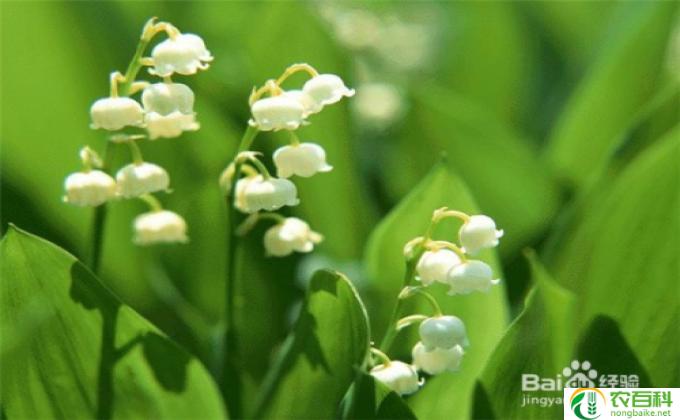 花培怎么养(养护盆花的技巧) 花培是什么意思