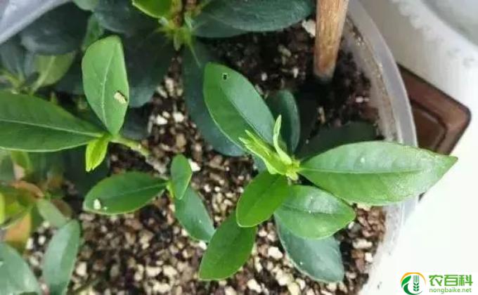 一抹香怎么扦插 一抹香怎么扦插活的好