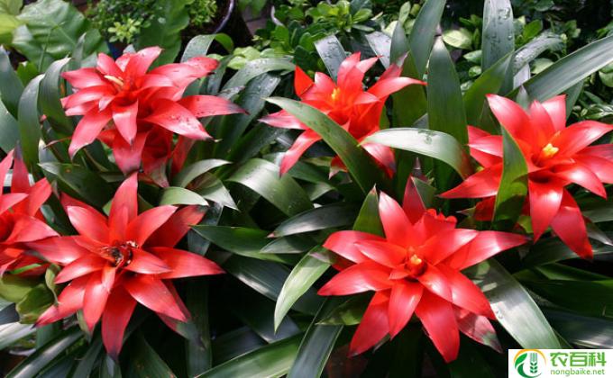 花卉鸿运当头怎么养（花卉鸿运当头的栽培技术）