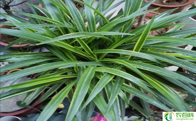 吊兰干尖怎么回事（吊兰干尖儿怎么处理）