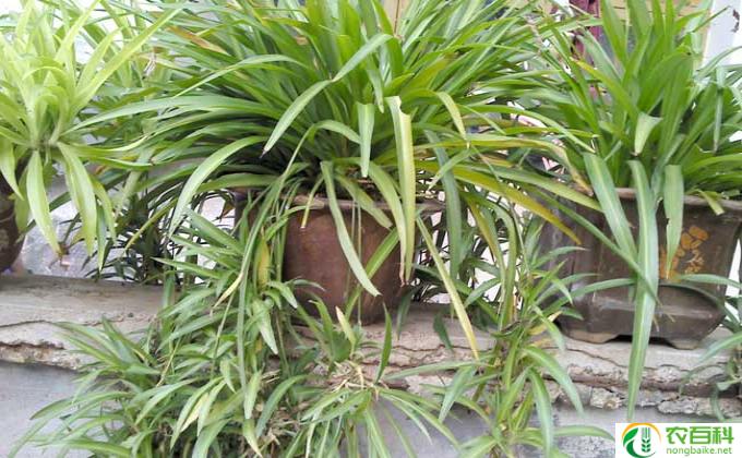 吊兰发黄怎么办（吊兰发黄怎么办才能恢复）