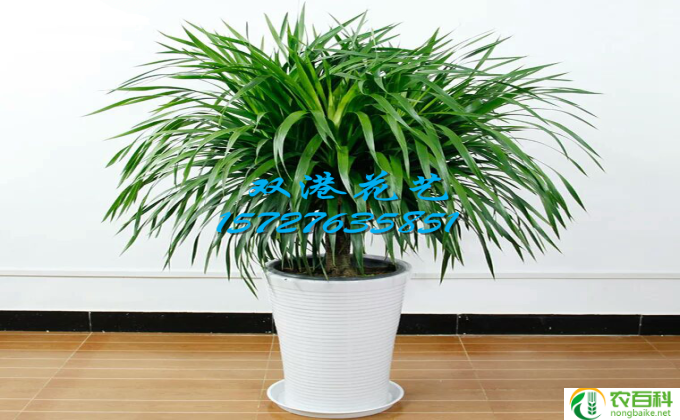 花卉龙须树怎么养护（花卉龙须树怎么养护和管理）