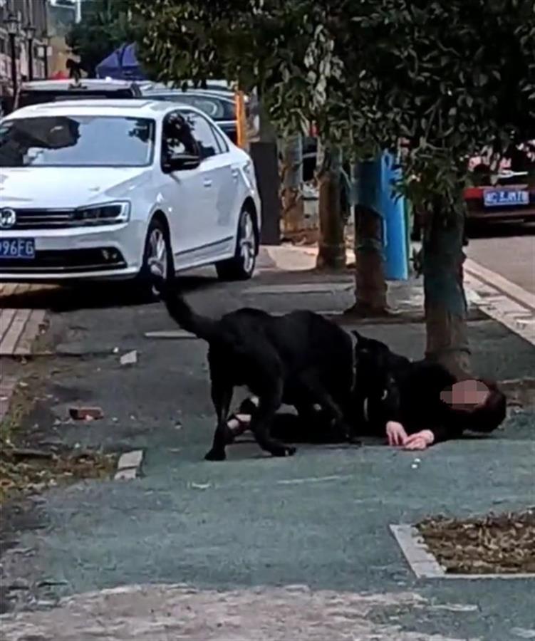 湖南撕咬女子恶犬的主人回应：开门导致黑狗跑出