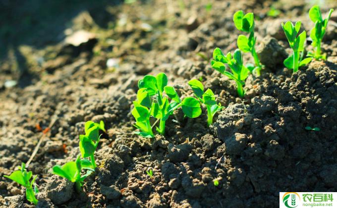 种植泥土怎么挑（种植泥土怎么挑选好的）