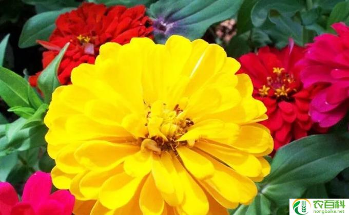 剪秋罗怎么种（剪秋罗怎么种植）