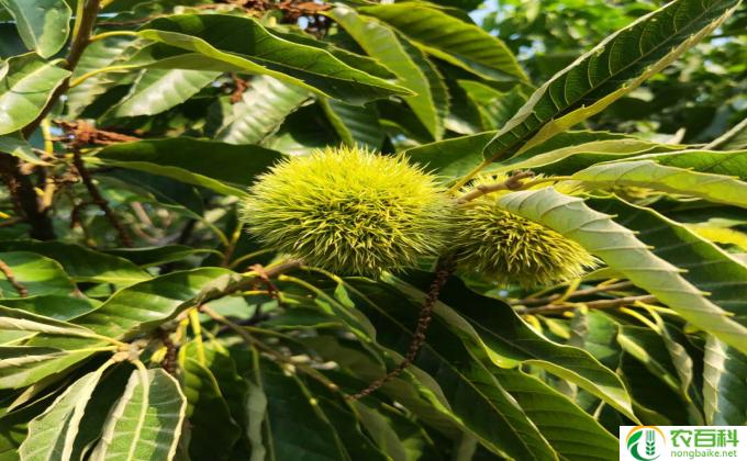 板栗花怎么编（栗花手工编织）