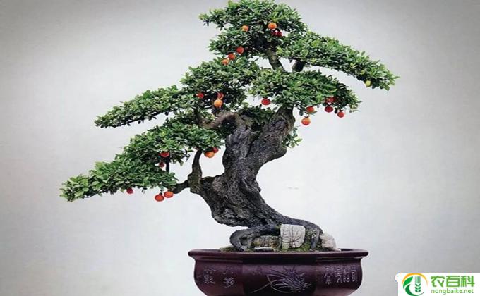 枚槐怎么养护 枚槐花怎么养活