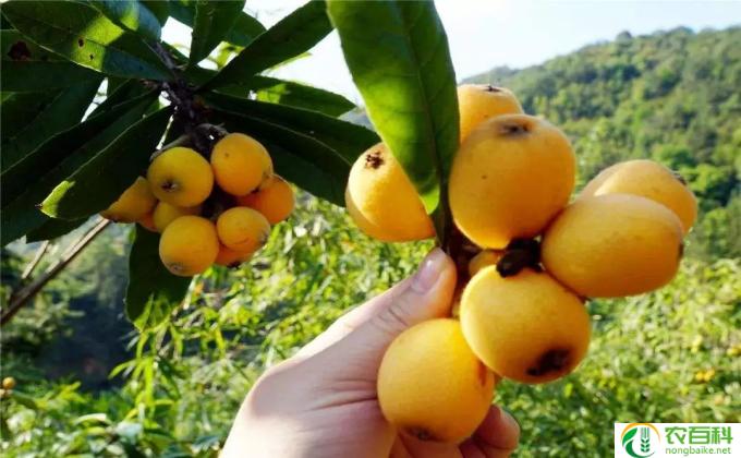 枇杷可以怎么种（枇杷怎么种才能活）