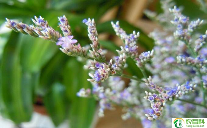 勿忘我种子怎么种植 勿忘我种子怎么种植和养护